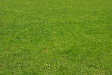 Photo of Fresh green grass as background, closeup view