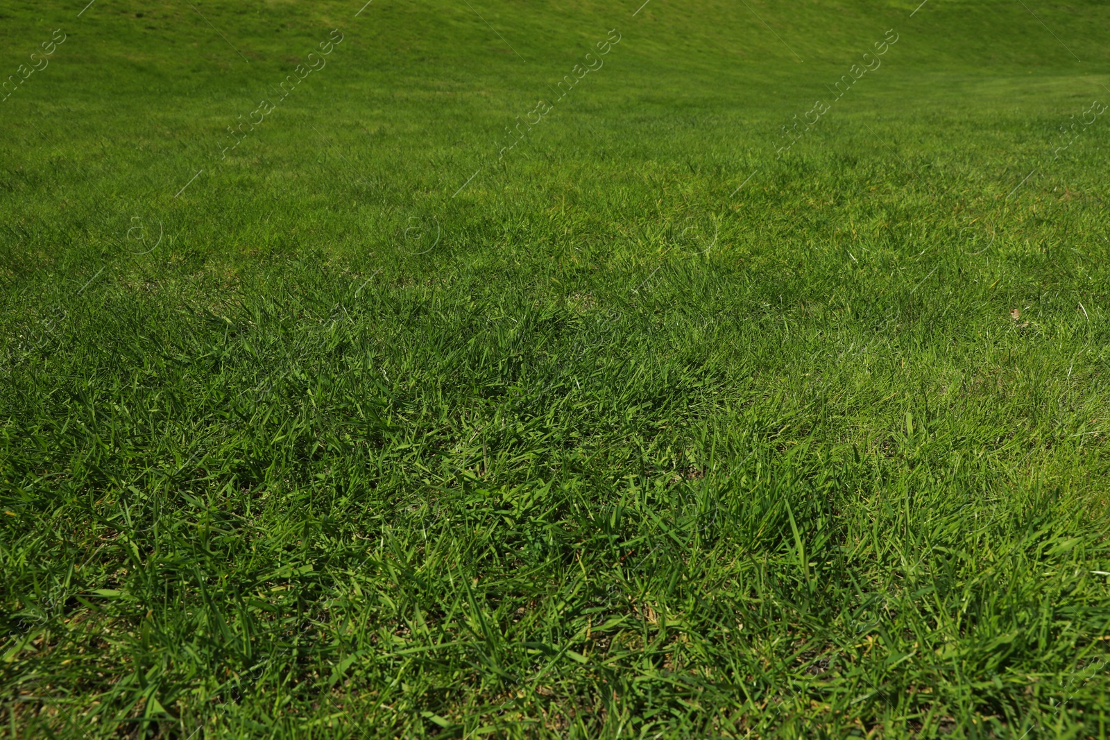 Fresh green grass as background, closeup view Photo of Fresh green grass as background, closeup view