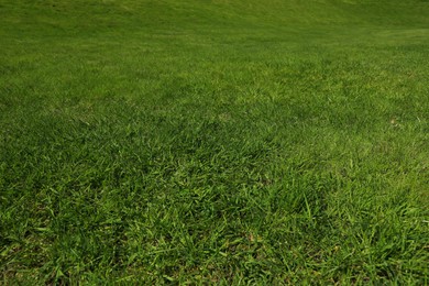Photo of Fresh green grass as background, closeup view
