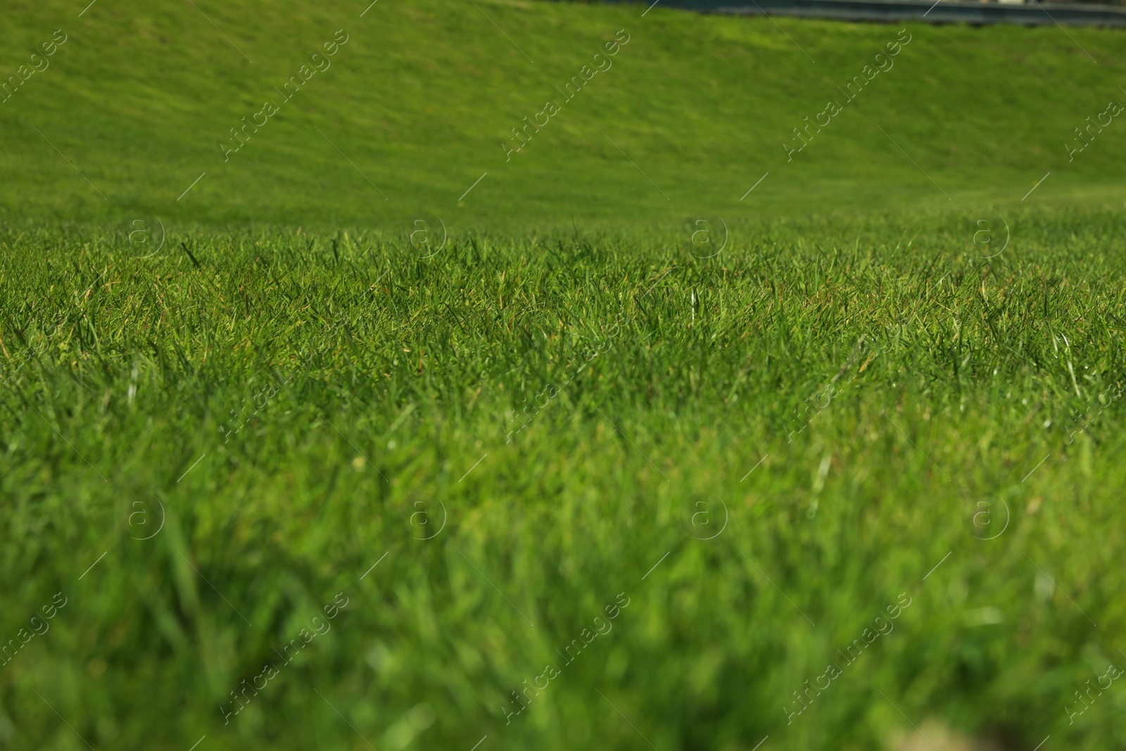 Fresh green grass as background, closeup view Photo of Fresh green grass as background, closeup view