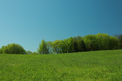 Photo of Beautiful view of landscape with fresh green grass and trees outdoors