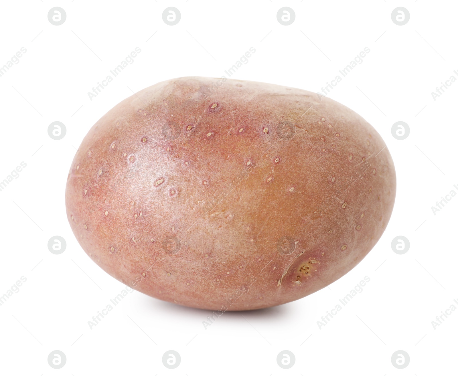 One fresh ripe potato isolated on white Photo of One fresh ripe potato isolated on white