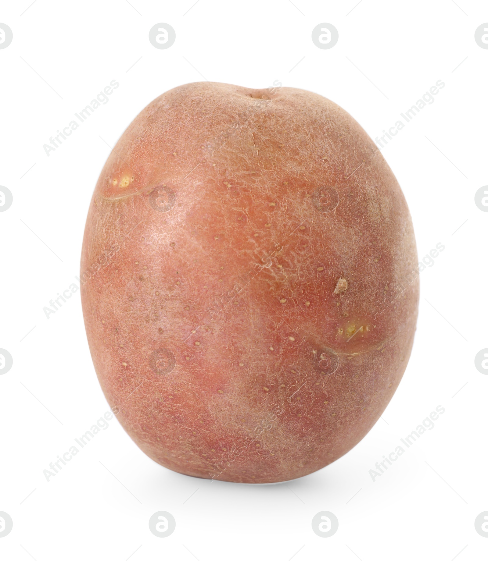 One fresh ripe potato isolated on white Photo of One fresh ripe potato isolated on white
