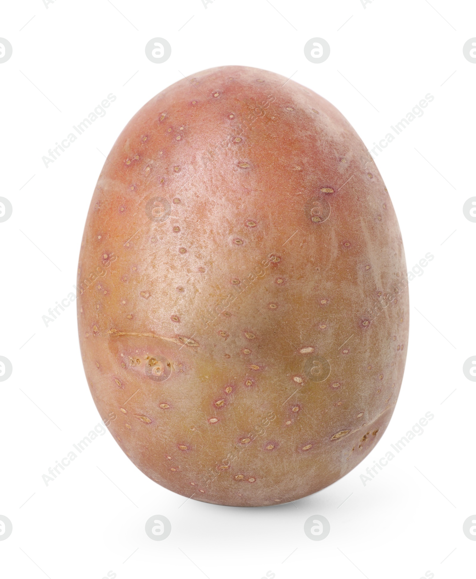 One fresh ripe potato isolated on white Photo of One fresh ripe potato isolated on white