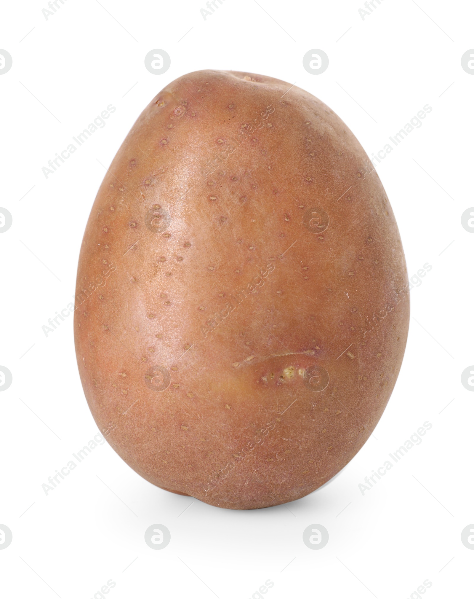 One fresh ripe potato isolated on white Photo of One fresh ripe potato isolated on white