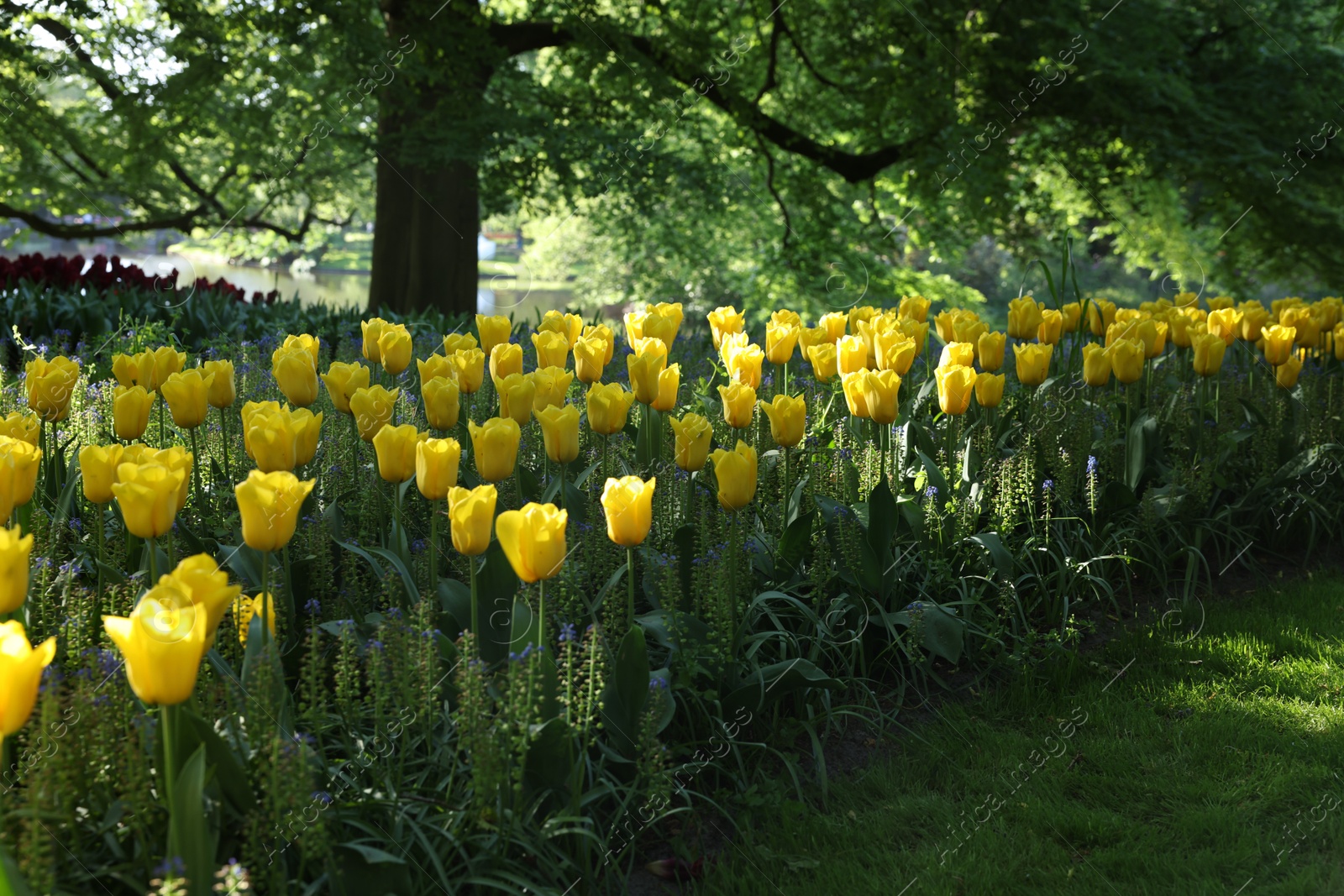 Many beautiful tulip flowers growing in park. Spring season Photo of Many beautiful tulip flowers growing in park. Spring season