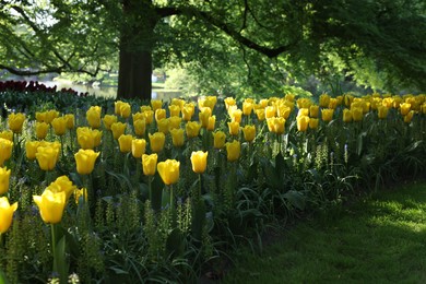 Photo of Many beautiful tulip flowers growing in park. Spring season