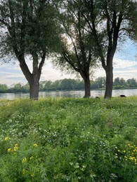 Photo of Beautiful view on green bank with trees near lake. Picturesque landscape