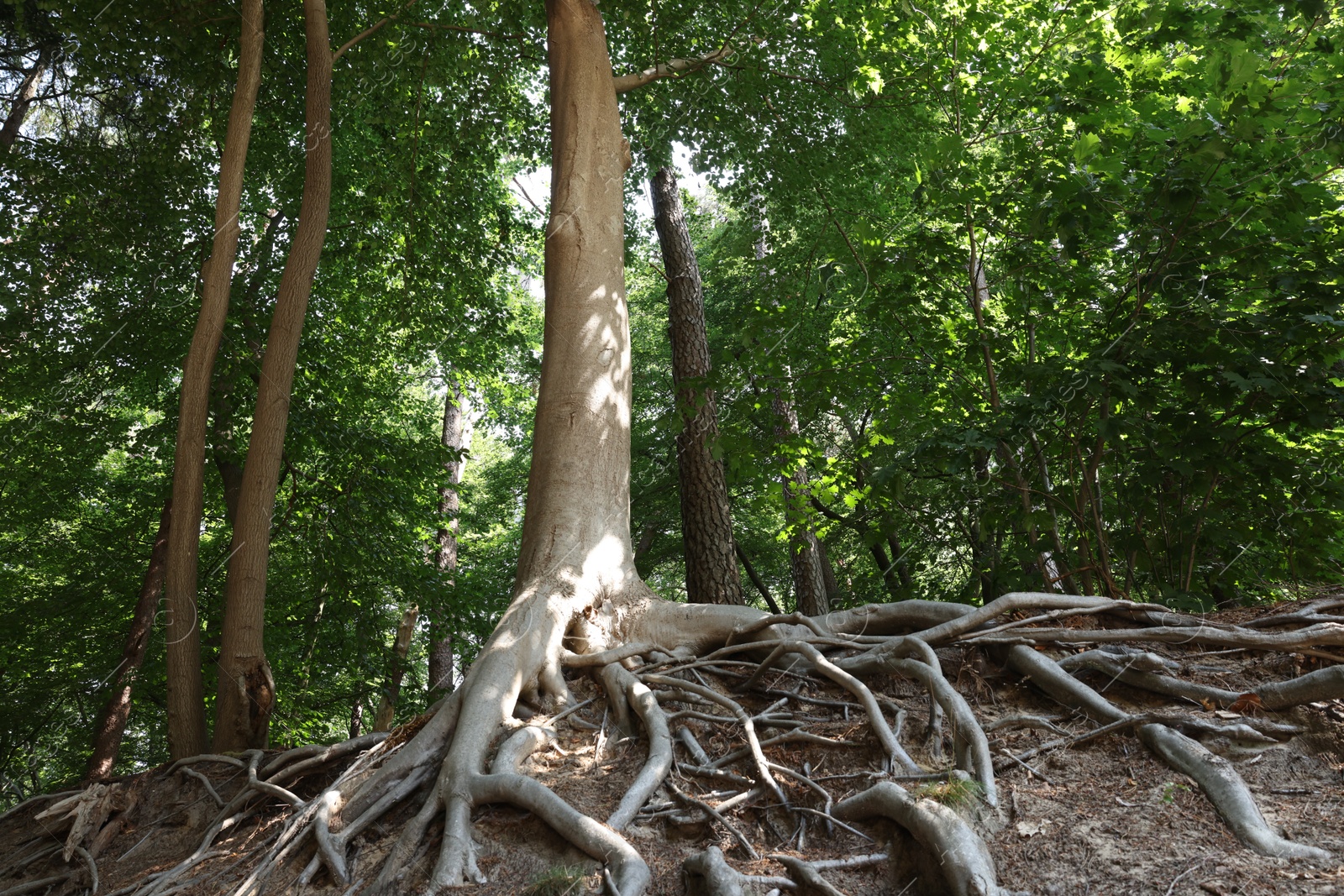 Tree roots visible through ground in forest Photo of Tree roots visible through ground in forest