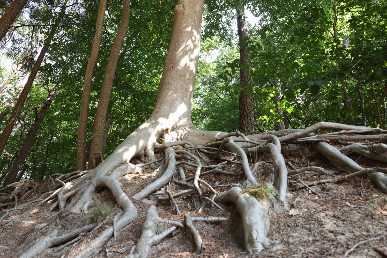 Tree roots visible through ground in forest Photo of Tree roots visible through ground in forest