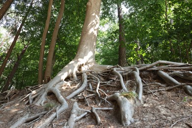Photo of Tree roots visible through ground in forest