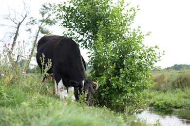 Photo of Beautiful cow grazing on green grass in countryside