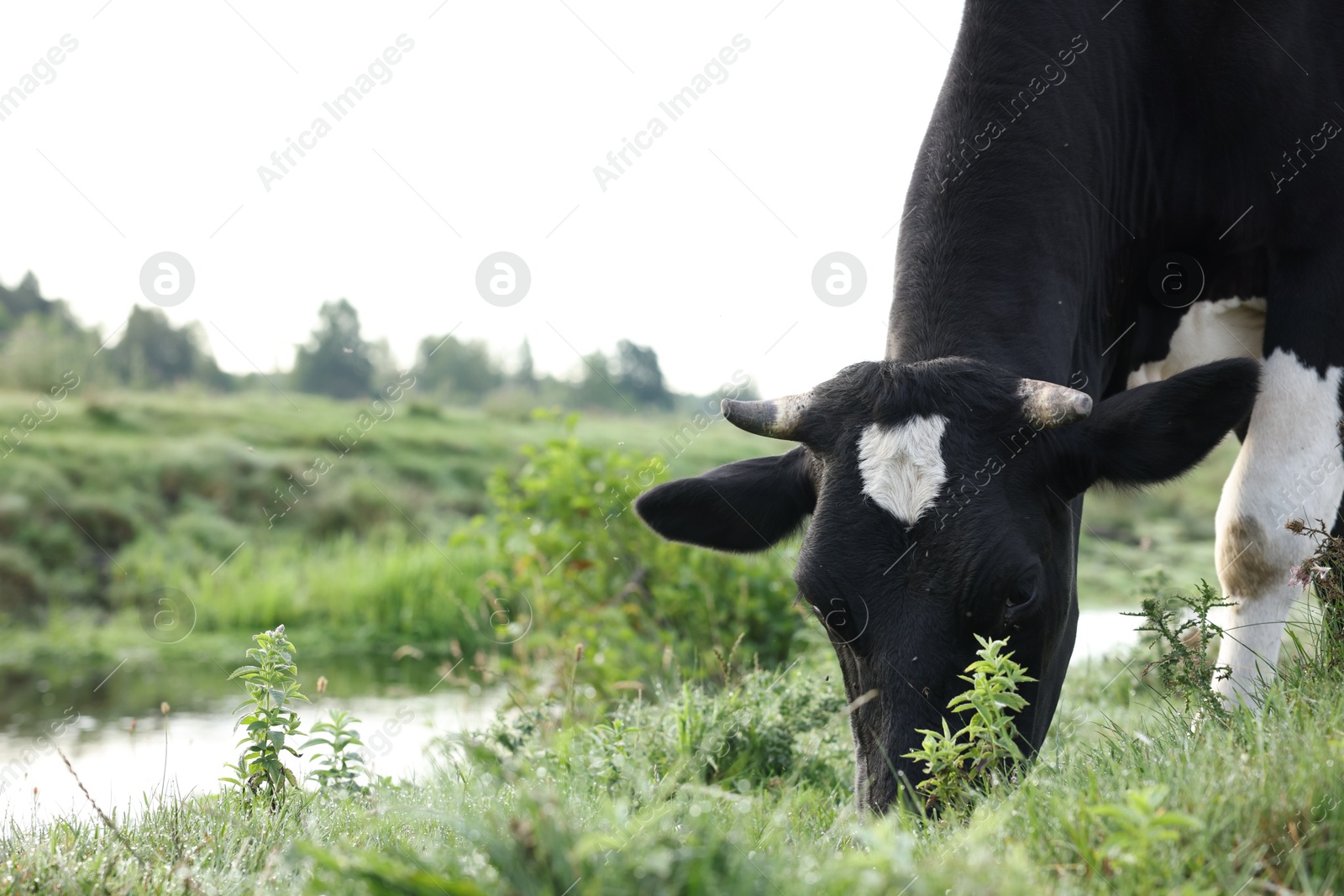 Beautiful cow grazing on green grass in countryside. Space for text Photo of Beautiful cow grazing on green grass in countryside. Space for text
