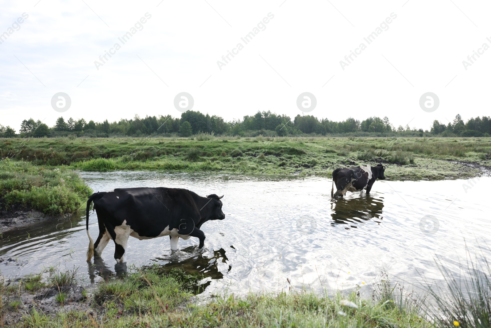 Beautiful cows crossing stream on sunny day Photo of Beautiful cows crossing stream on sunny day