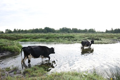 Photo of Beautiful cows crossing stream on sunny day