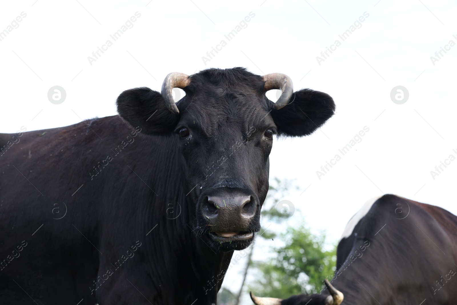 Beautiful cow grazing in meadow. Farm animal Photo of Beautiful cow grazing in meadow. Farm animal