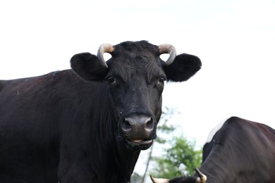 Photo of Beautiful cow grazing in meadow. Farm animal