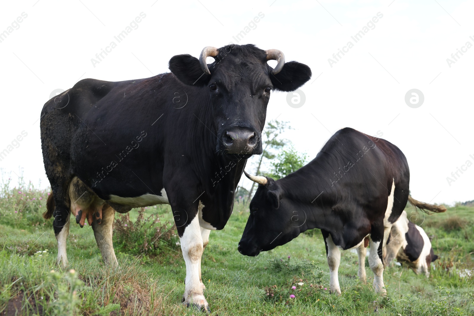Beautiful cows grazing in meadow. Farm animal Photo of Beautiful cows grazing in meadow. Farm animal