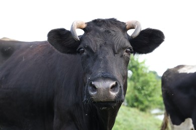 Photo of Beautiful cow grazing in meadow. Farm animal