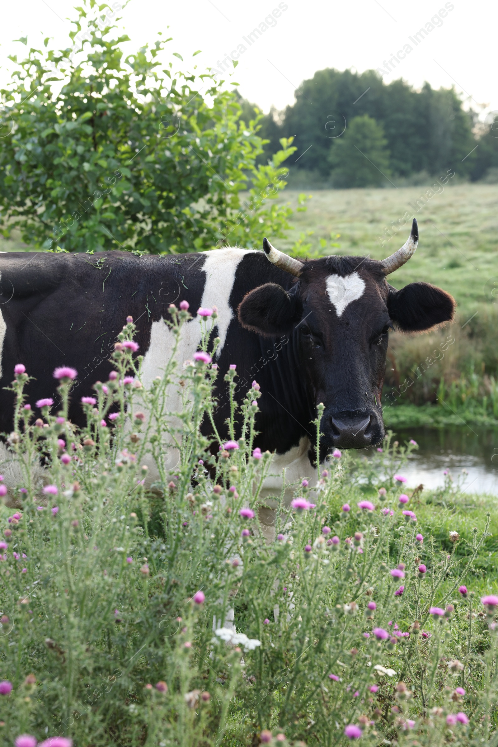 Beautiful black cow with white spots in meadow Photo of Beautiful black cow with white spots in meadow