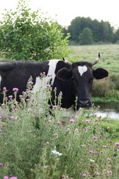 Photo of Beautiful black cow with white spots in meadow