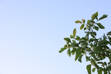 Photo of Beautiful tree branches with green leaves against sky, low angle view. Space for text