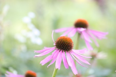 Photo of Beautiful pink Echinacea flowers blooming outdoors, closeup