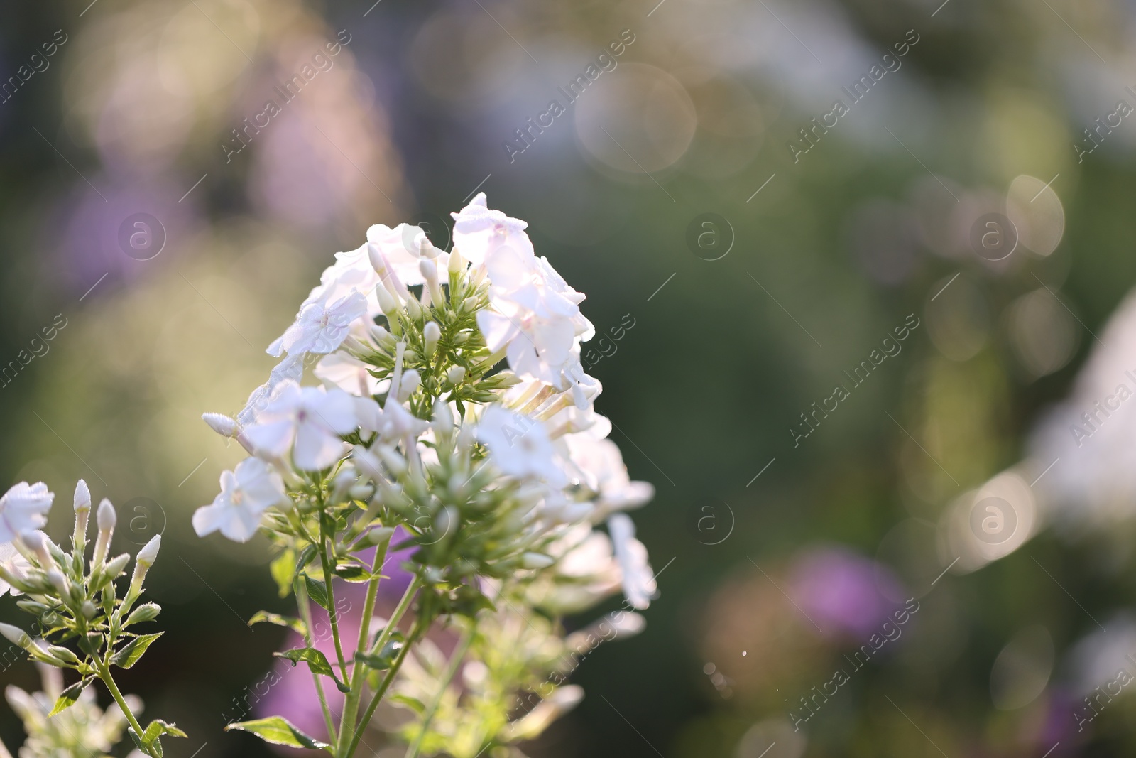 Beautiful white Hydrangea flowers blooming outdoors, closeup. Space for text Photo of Beautiful white Hydrangea flowers blooming outdoors, closeup. Space for text