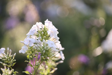 Photo of Beautiful white Hydrangea flowers blooming outdoors, closeup. Space for text