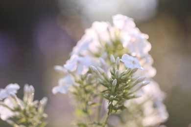 Photo of Beautiful white Hydrangea flowers blooming outdoors, closeup