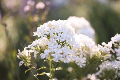 Photo of Beautiful white Phlox flowers blooming outdoors, closeup