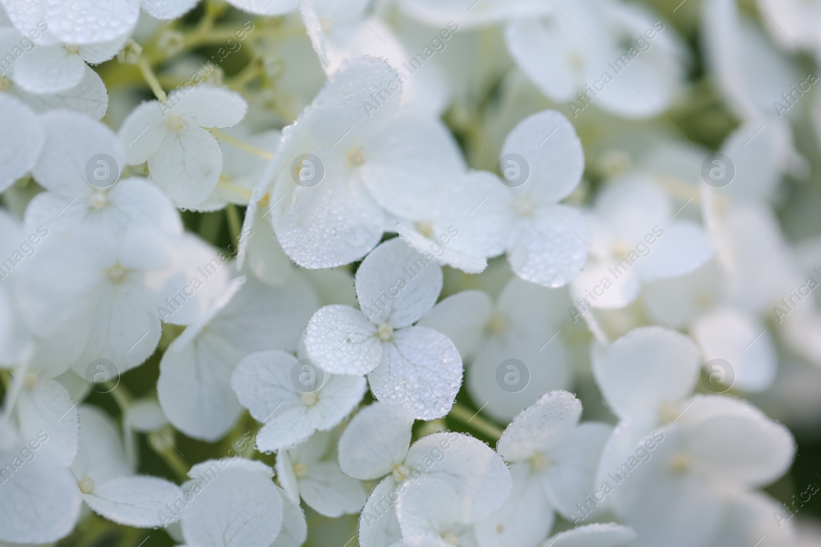 Beautiful white Hydrangea flowers with water drops as background, closeup Photo of Beautiful white Hydrangea flowers with water drops as background, closeup
