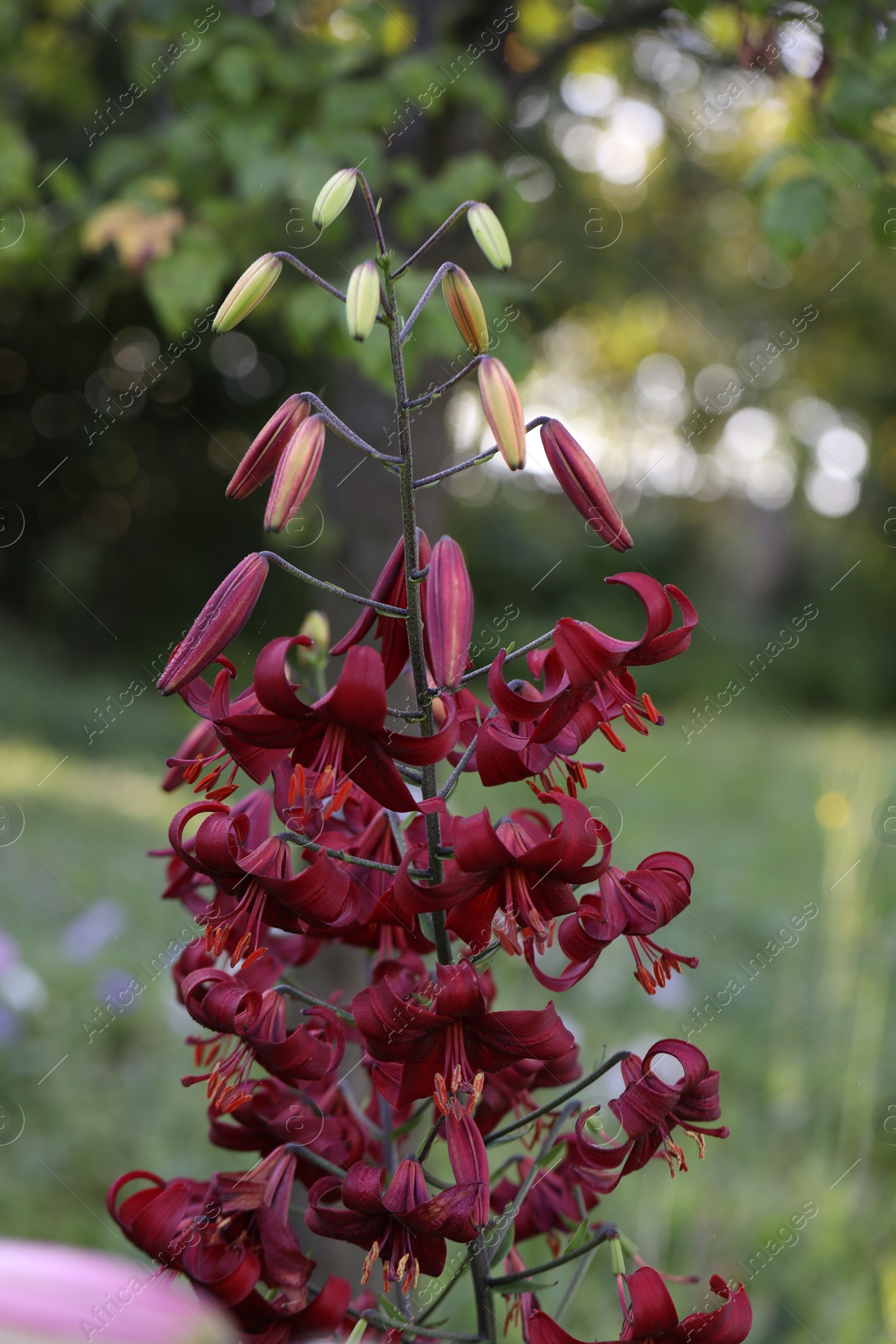 Beautiful red lily flowers blooming outdoors, closeup Photo of Beautiful red lily flowers blooming outdoors, closeup