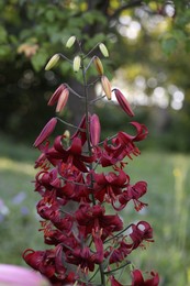 Photo of Beautiful red lily flowers blooming outdoors, closeup