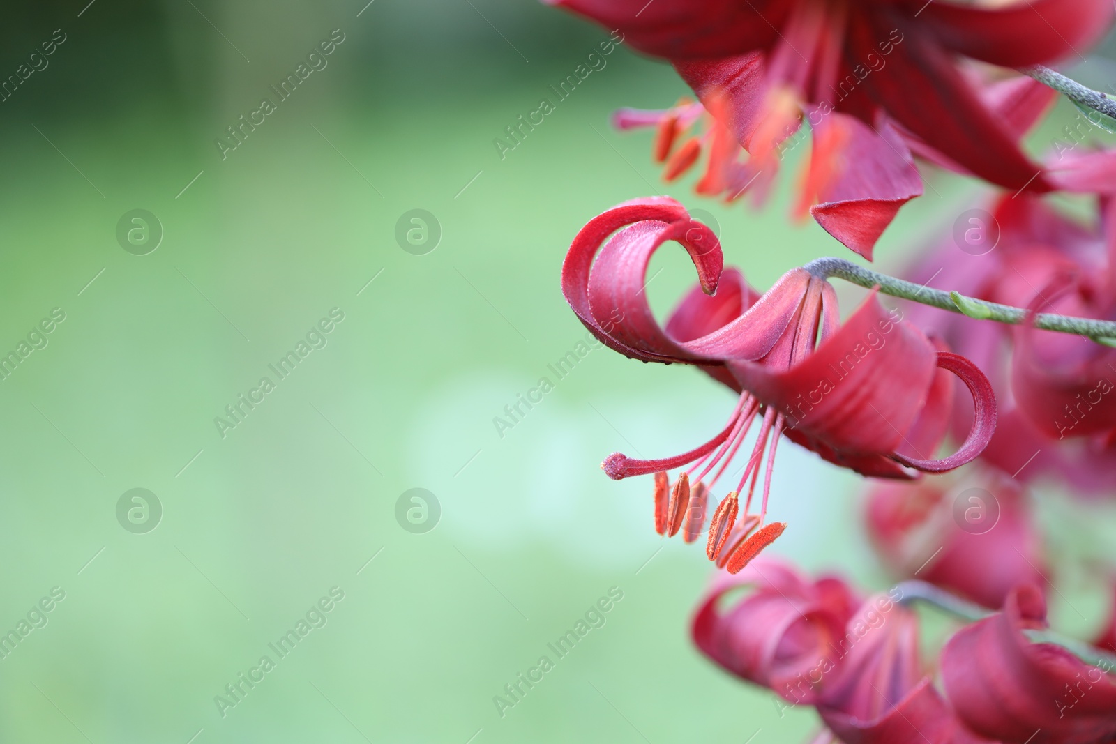 Beautiful red lily flowers blooming outdoors, closeup. Space for text Photo of Beautiful red lily flowers blooming outdoors, closeup. Space for text