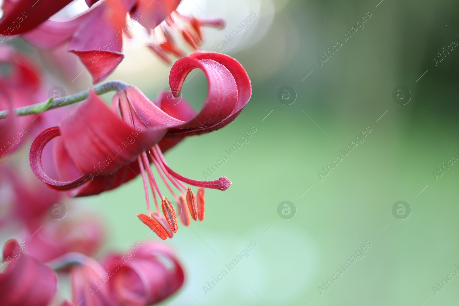 Beautiful red lily flowers blooming outdoors, closeup. Space for text Photo of Beautiful red lily flowers blooming outdoors, closeup. Space for text