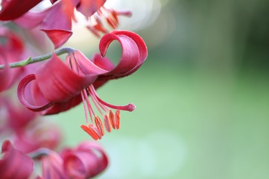 Photo of Beautiful red lily flowers blooming outdoors, closeup. Space for text