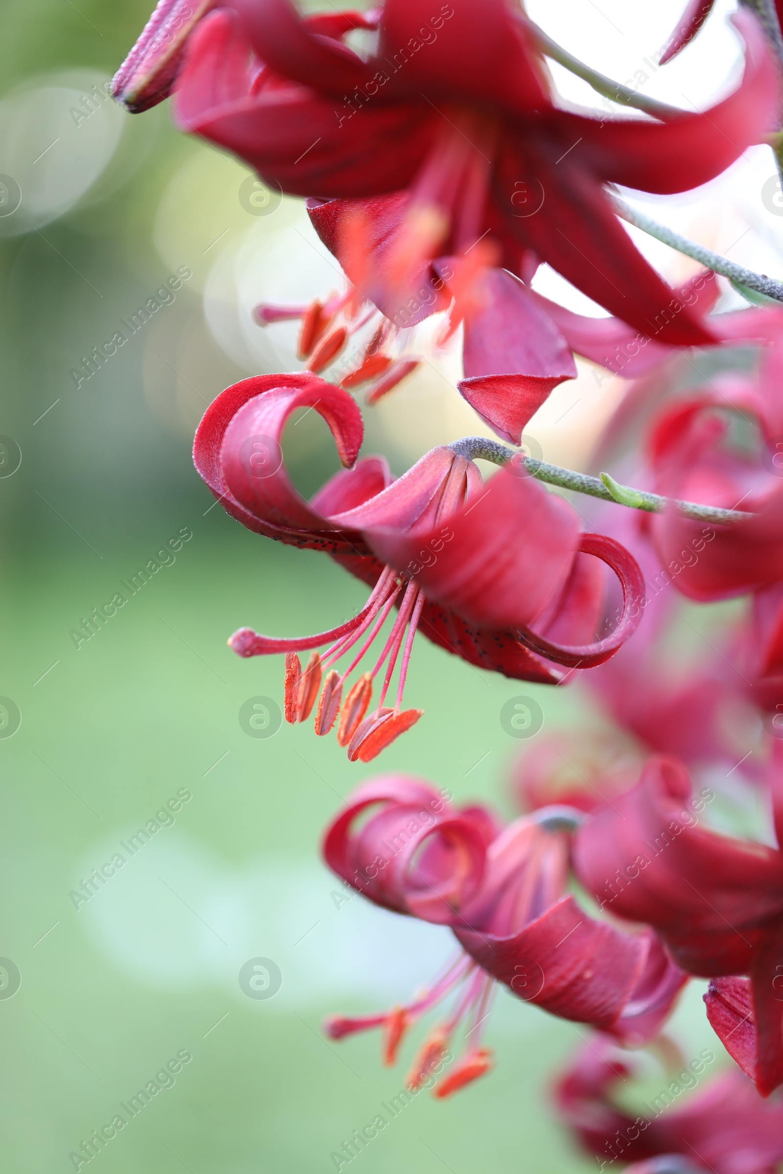 Beautiful red lily flowers blooming outdoors, closeup Photo of Beautiful red lily flowers blooming outdoors, closeup