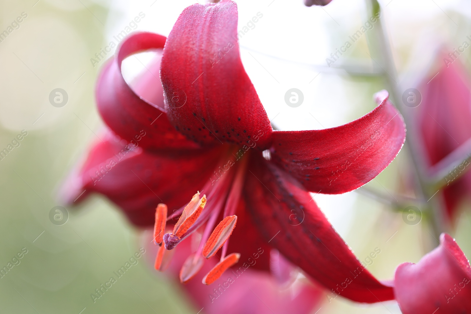 Beautiful red lily flower blooming outdoors, closeup Photo of Beautiful red lily flower blooming outdoors, closeup