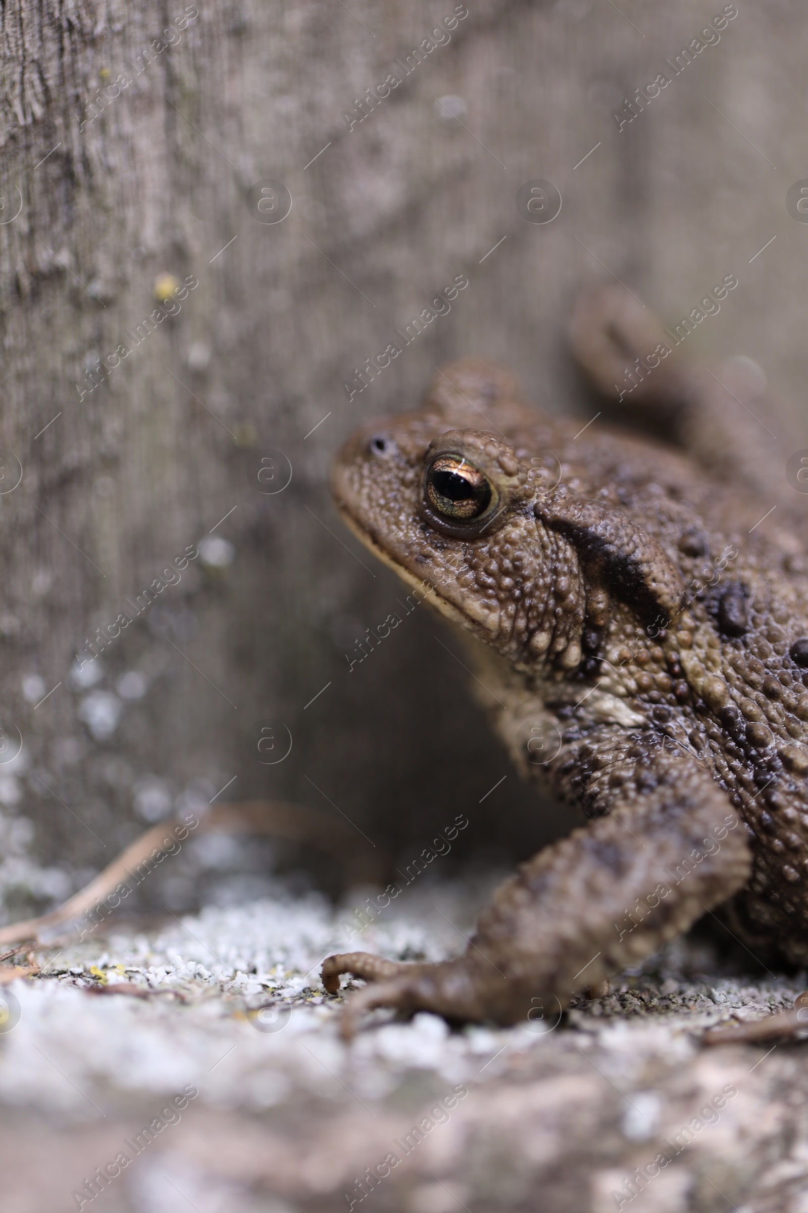 Cute small frog near wooden wall outdoors, closeup Photo of Cute small frog near wooden wall outdoors, closeup
