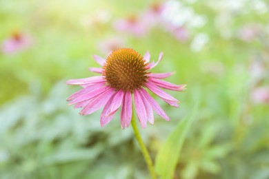 Photo of Beautiful pink Echinacea flower blooming outdoors, closeup
