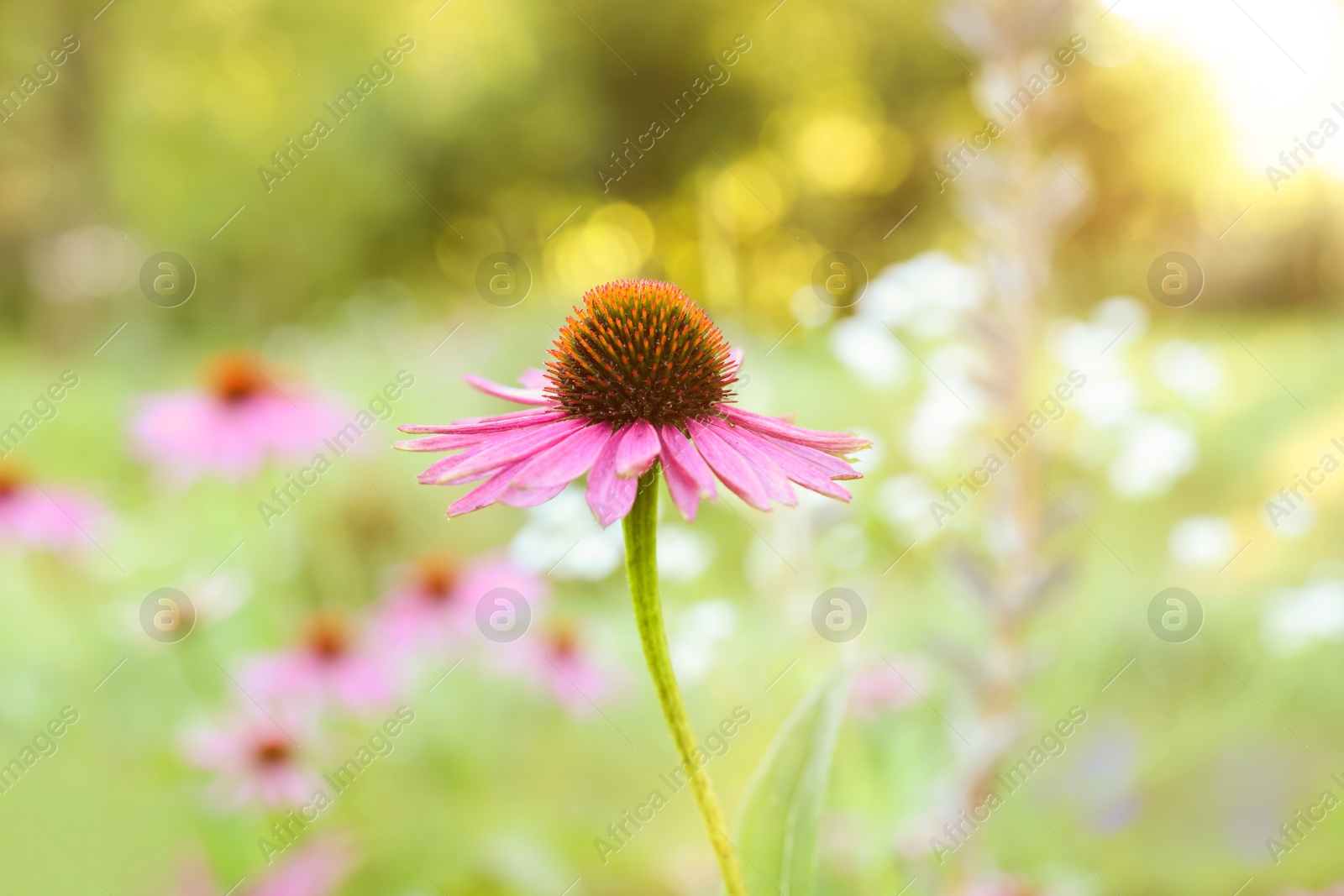 Beautiful pink Echinacea flower blooming outdoors, closeup Photo of Beautiful pink Echinacea flower blooming outdoors, closeup