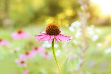 Photo of Beautiful pink Echinacea flower blooming outdoors, closeup