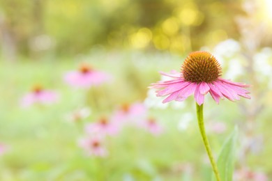 Photo of Beautiful pink Echinacea flower blooming outdoors, closeup