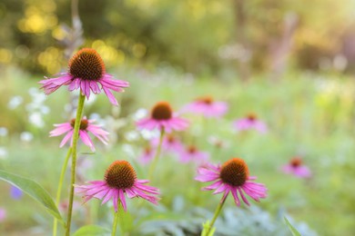 Photo of Beautiful pink Echinacea flowers blooming outdoors, closeup