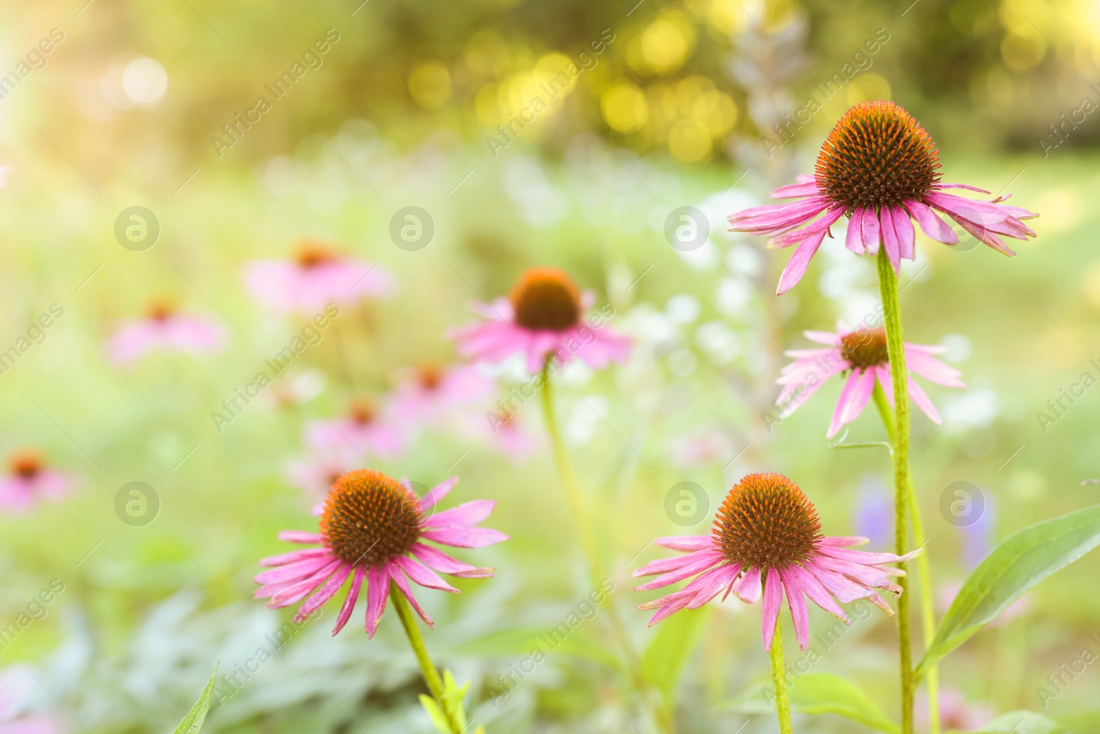 Beautiful pink Echinacea flowers blooming outdoors, closeup Photo of Beautiful pink Echinacea flowers blooming outdoors, closeup