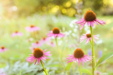 Photo of Beautiful pink Echinacea flowers blooming outdoors, closeup