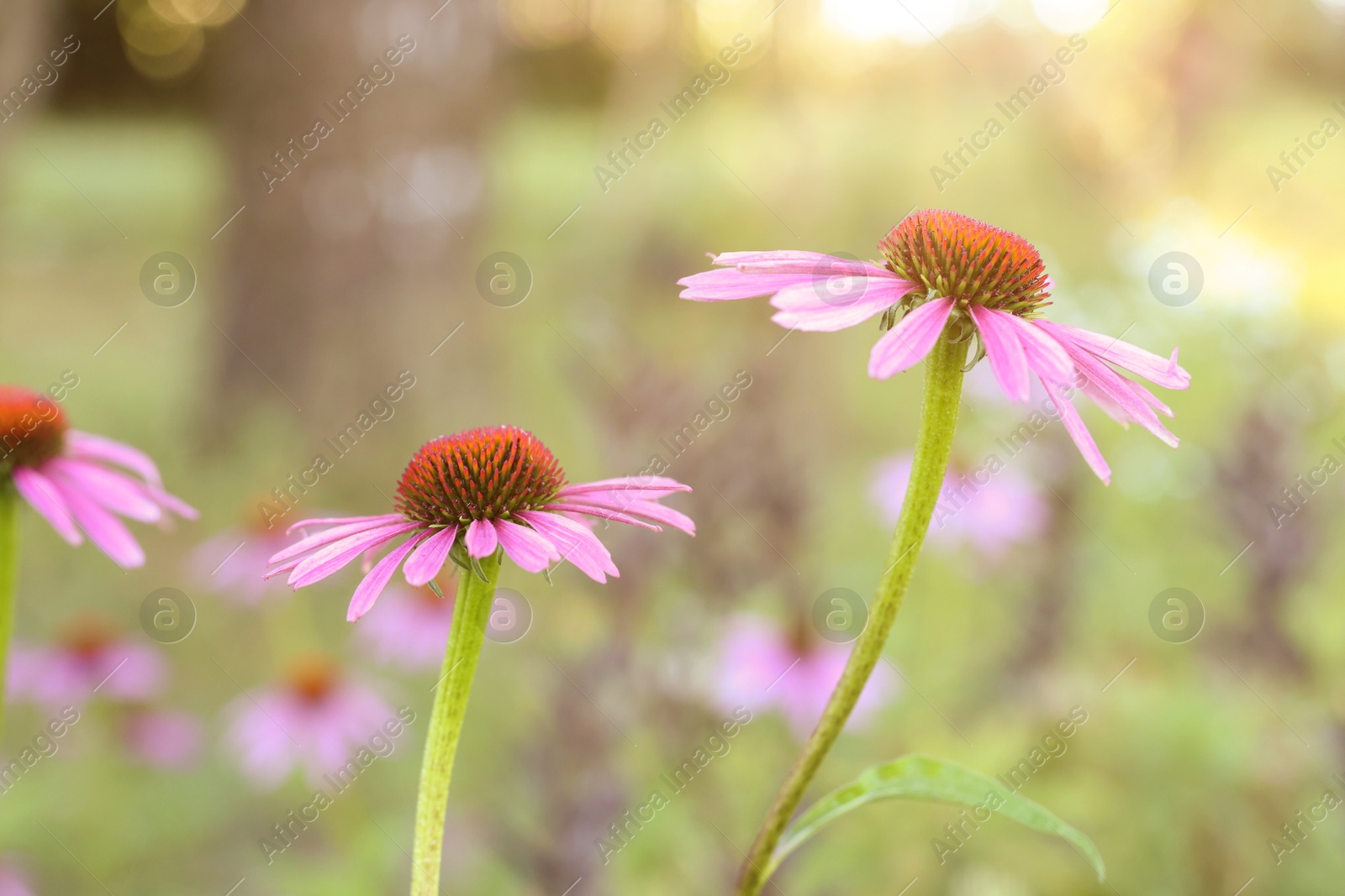Beautiful pink Echinacea flowers blooming outdoors, closeup Photo of Beautiful pink Echinacea flowers blooming outdoors, closeup