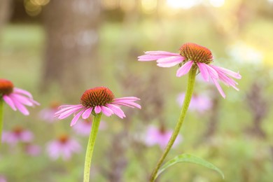 Photo of Beautiful pink Echinacea flowers blooming outdoors, closeup