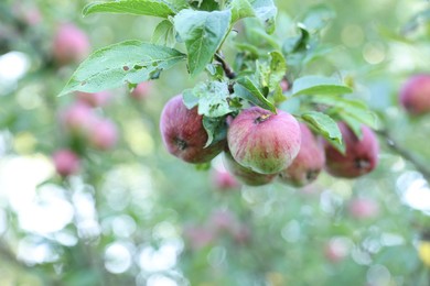 Photo of Fresh ripe apples on tree in garden, closeup